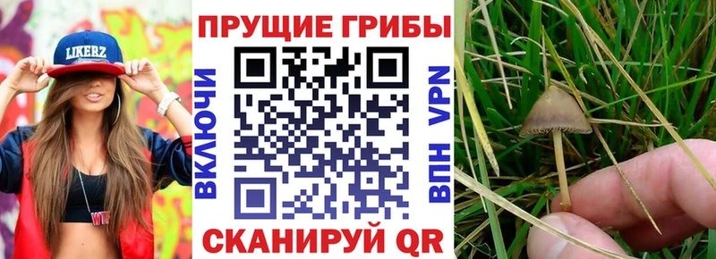 Псилоцибиновые грибы Cubensis  Купить закладки  Пустошка 